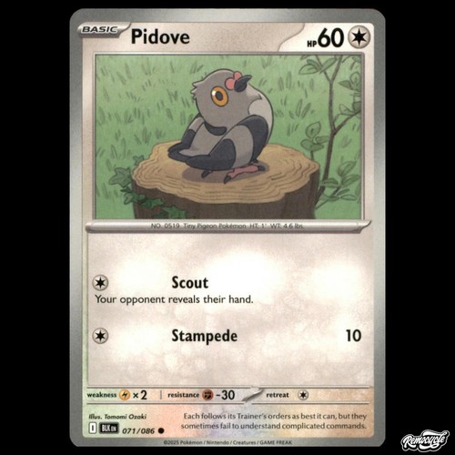 Pidove 071 086 common - pidove,